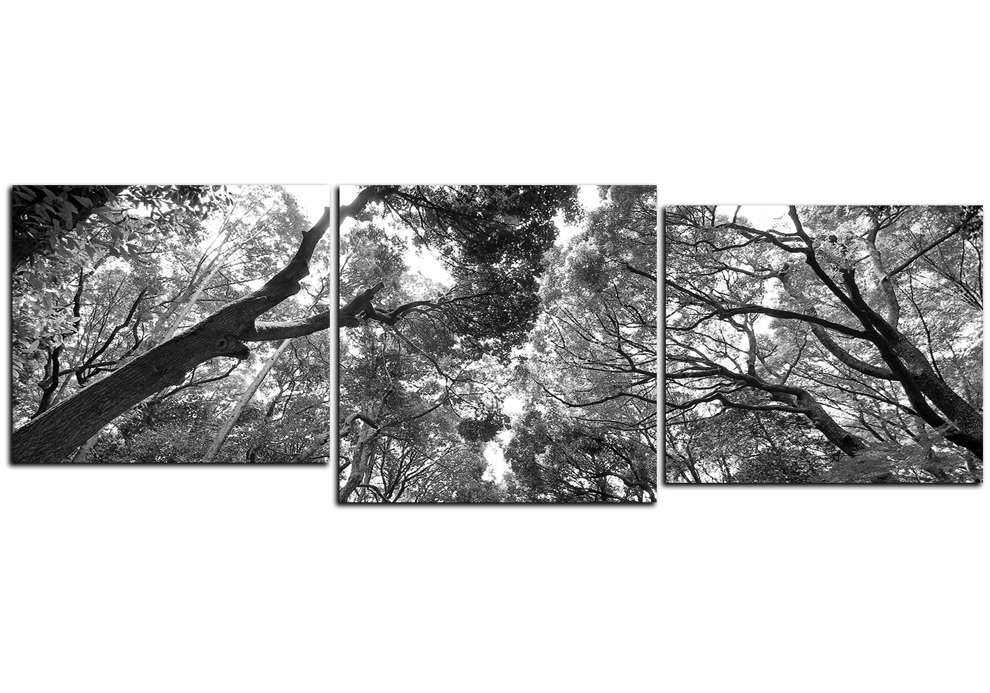 Obraz na plátně - Zelené stromy v lese - panoráma Obraz na plátně - Zelené stromy v lese - panoráma